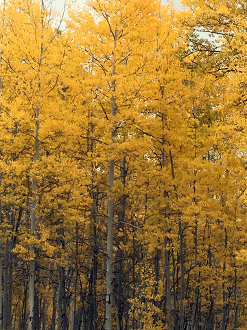 The Aspen Forrest
