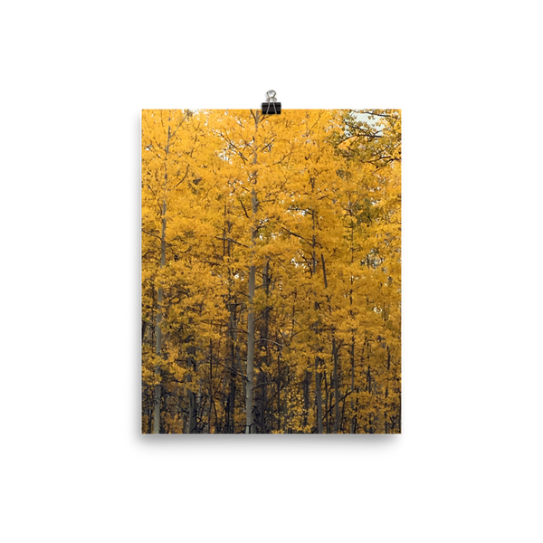 The Aspen Forrest