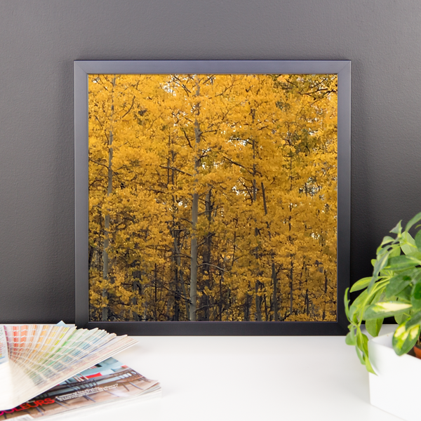 The Aspen Forrest